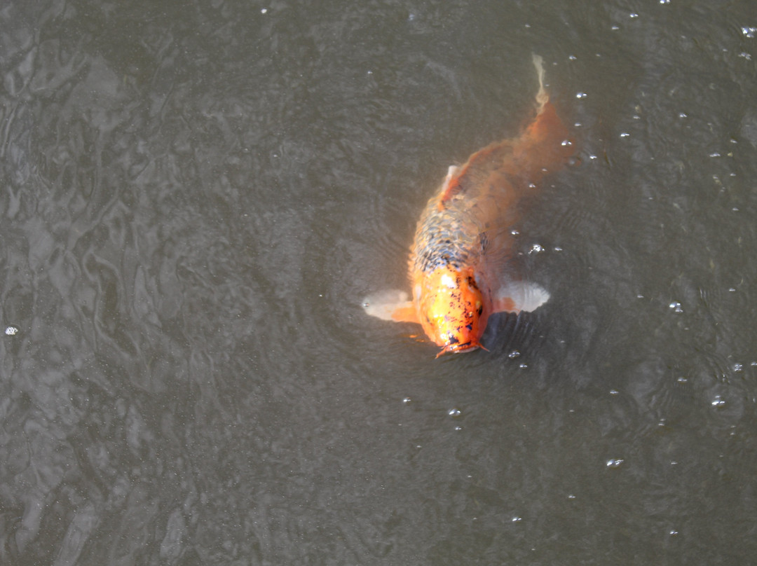 Peace River Botanical & Sculpture Gardens-蓬塔戈尔达必去景点