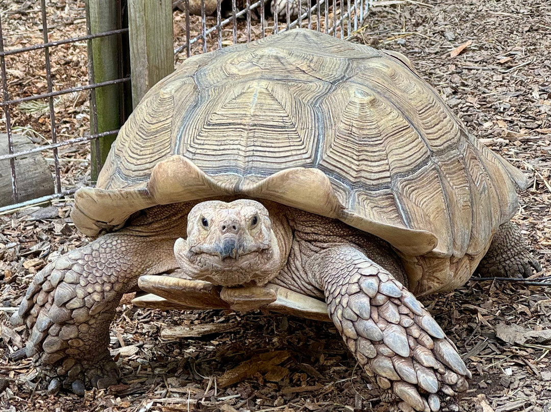 North Georgia Wildlife Park景点图片