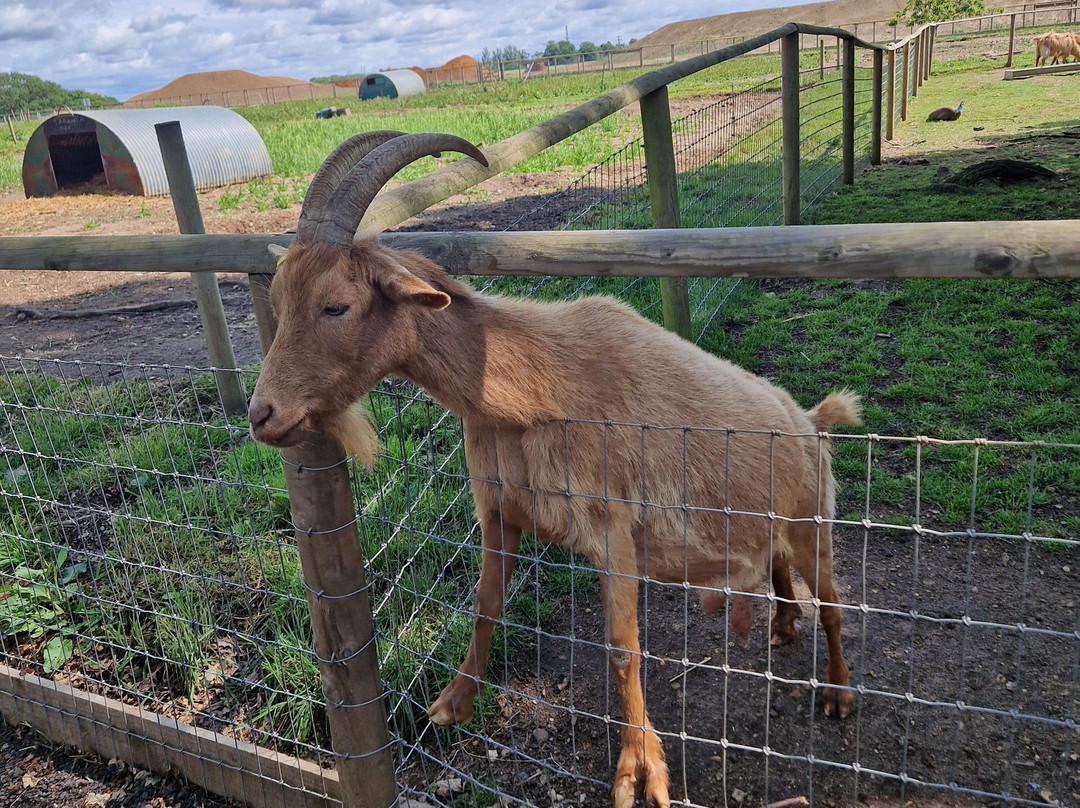 Jimmy's Farm & Wildlife Park景点图片