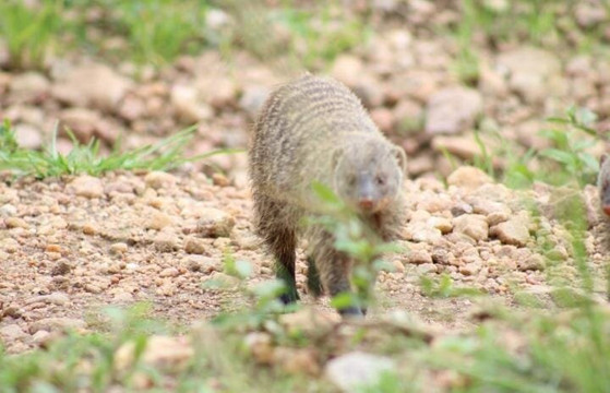 African Hartebeest Safaris-内罗毕必去景点