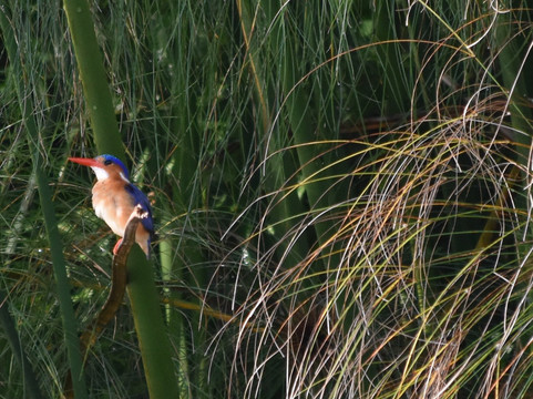 Realm Africa Safaris-恩德培必去景点