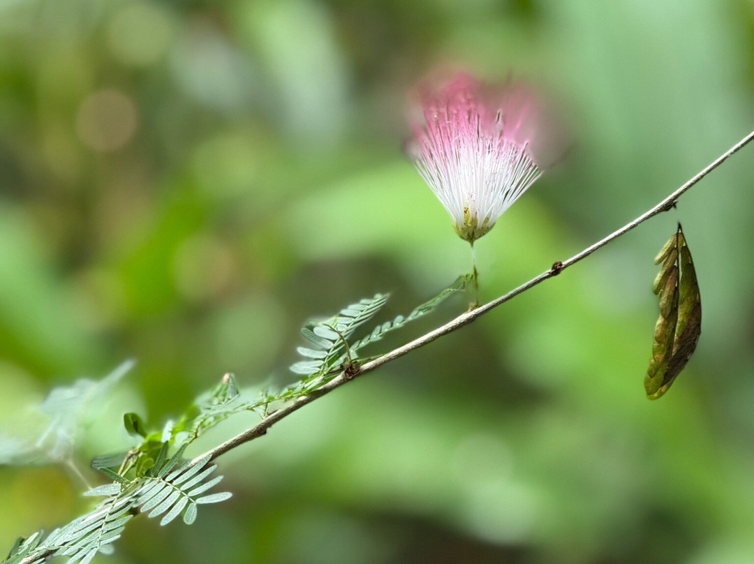 西必洛森林度假村主图