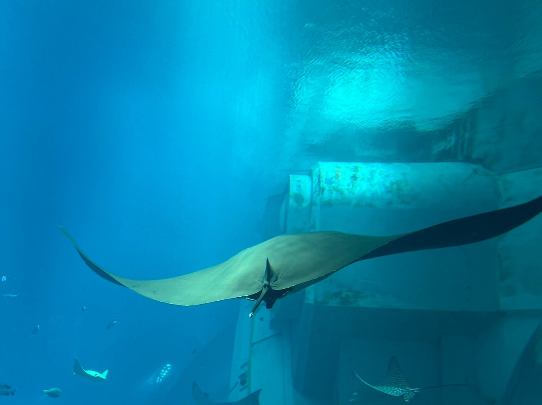 SeaWorld Yas Island Abu Dhabi景点图片