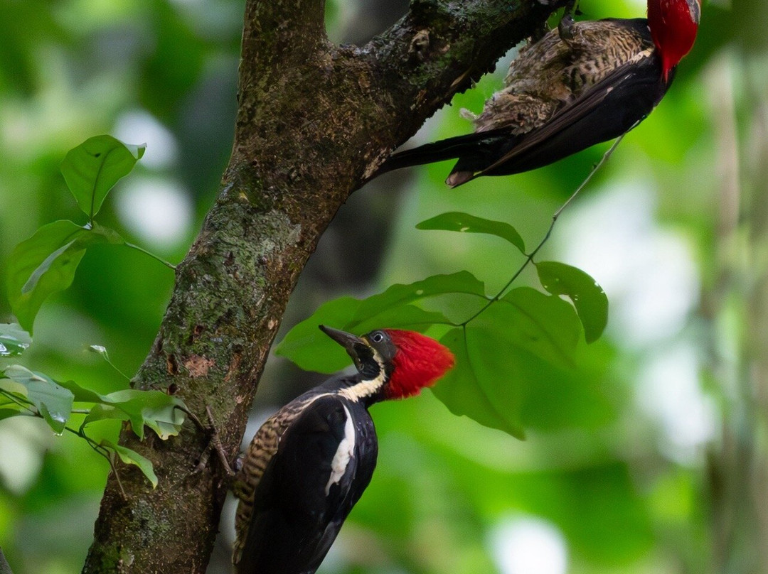 Osa Birders Tours-Puerto Jimenes必去景点