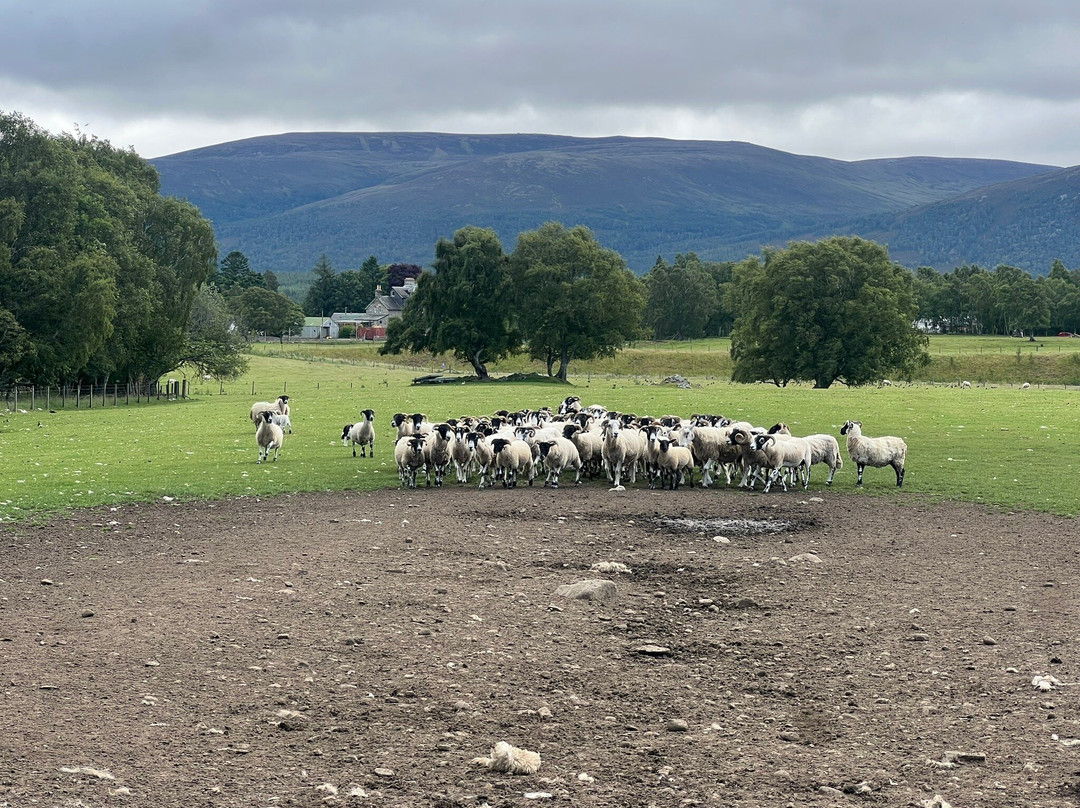 Working Sheepdogs-Kincraig必去景点