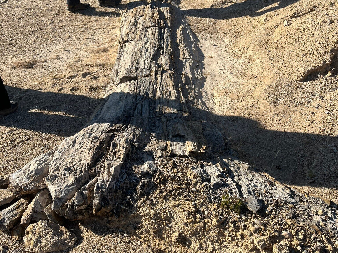 Petrified Forest-Khorixas必去景点