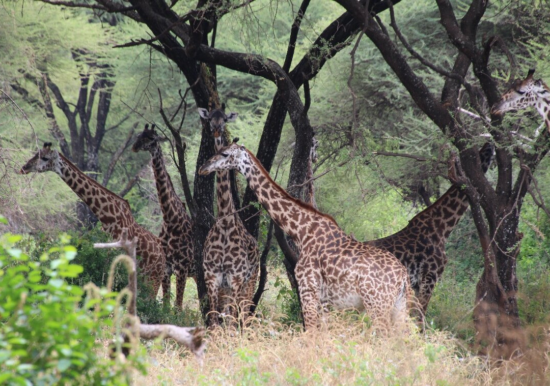 Bestday Safaris-阿鲁沙必去景点