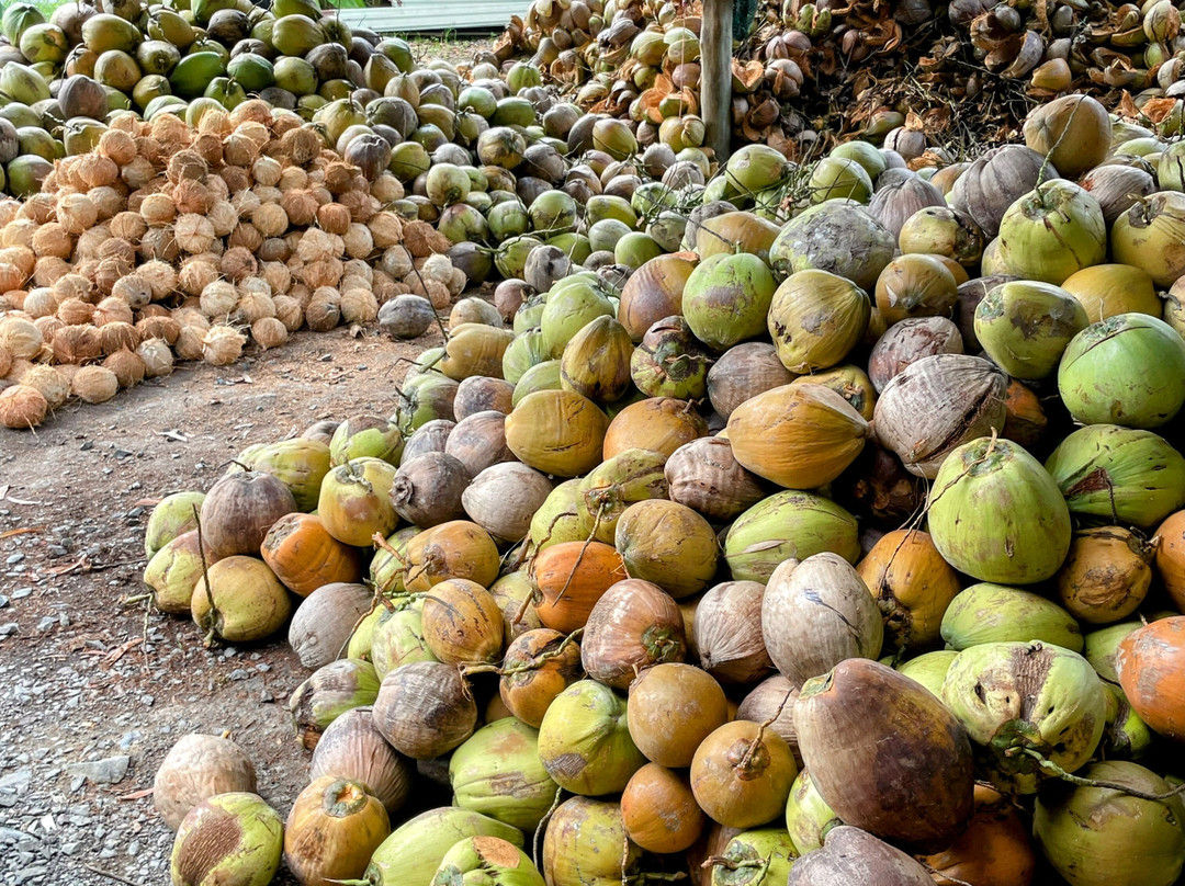 Mr. BikerBentre-Ben Tre必去景点