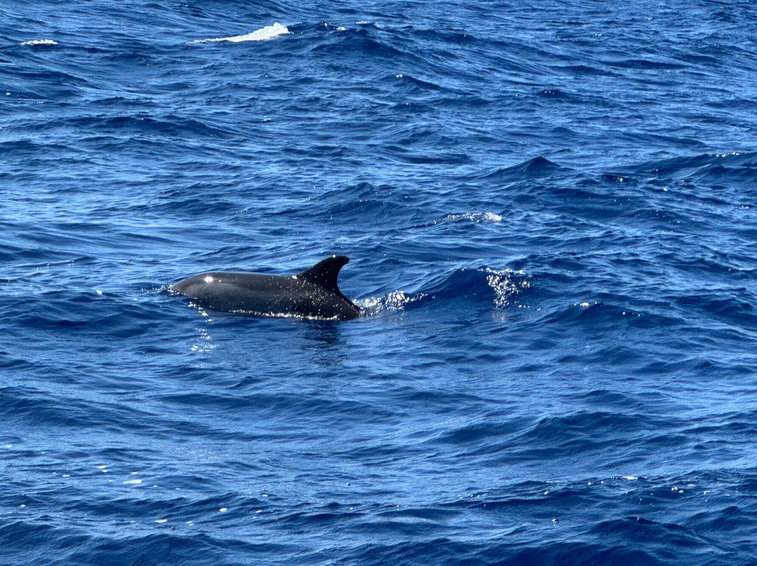 Azores Whale Watching TERRA AZUL-Vila Franca do Campo必去景点