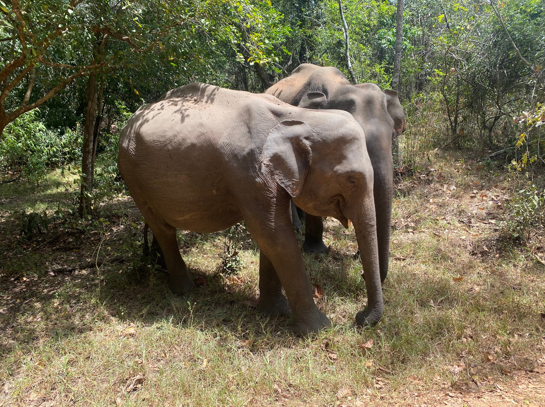 Lakshan jeep safari habarana-哈巴拉娜必去景点