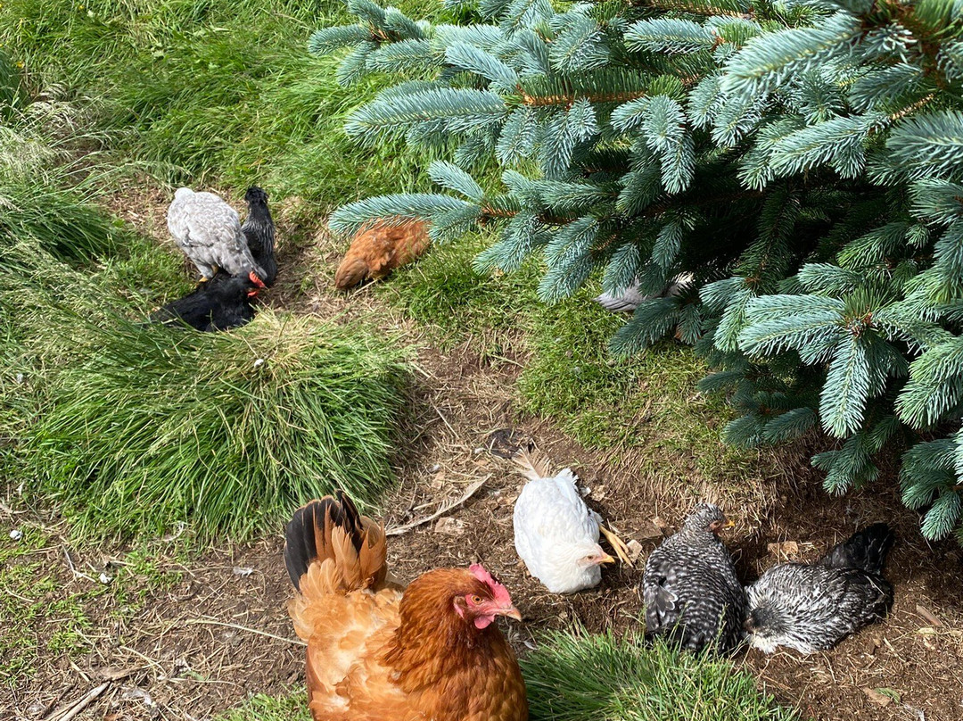 Brúnastaðir Guesthouse And Farm-Skagafjordur必去景点