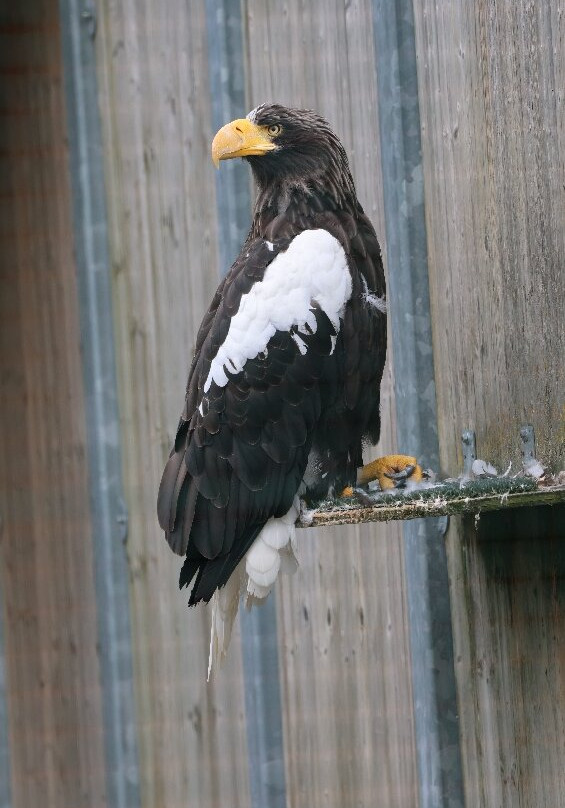 Adler Arena Burg Landskron-Landskron必去景点