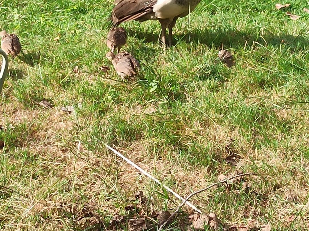 Alice au pays des Paons-阿维桑必去景点