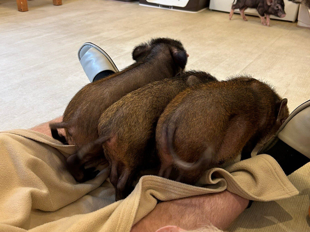 mipig cafe-Meguro必去景点