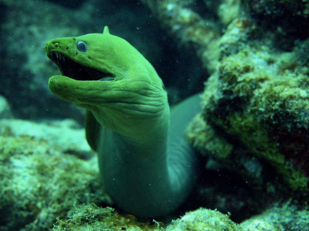 Conch Republic Divers-Tavernier必去景点