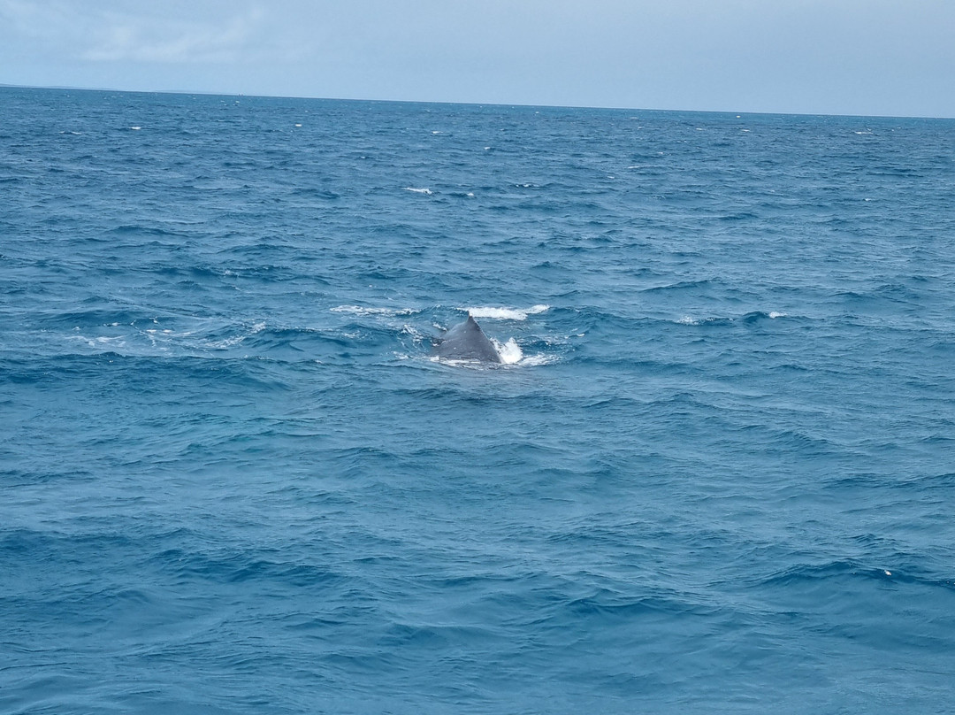 Hervey Bay Whale Watch-尤兰根必去景点