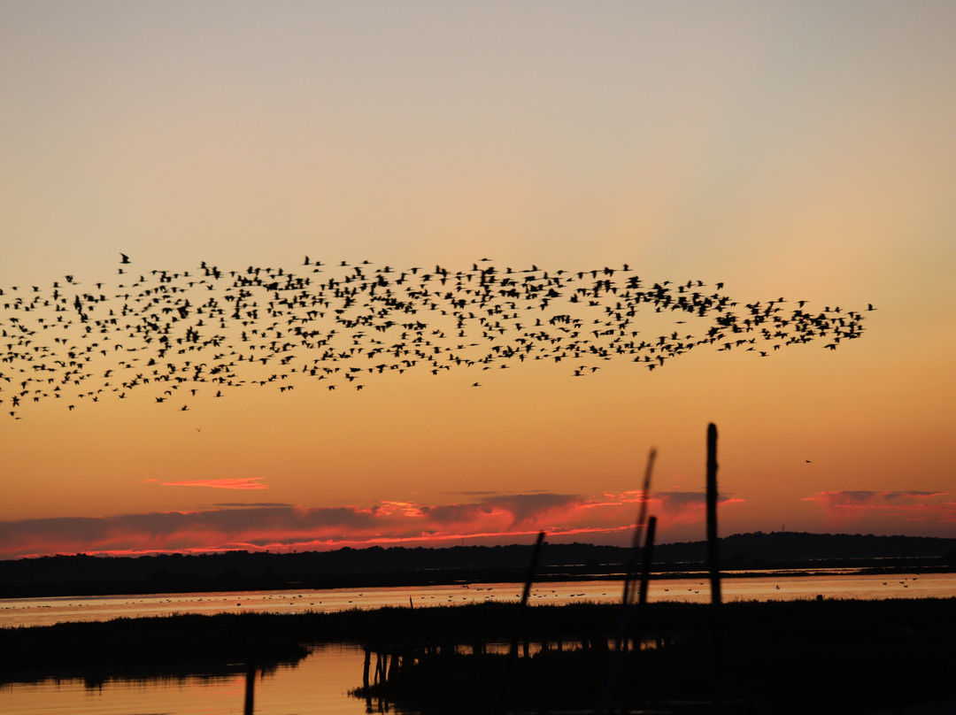 Cais Palafítico do Porto da Carrasqueira-Comporta必去景点
