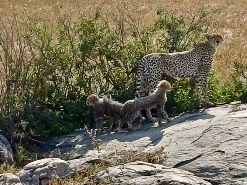 Serengeti National Park-Ikoma必去景点