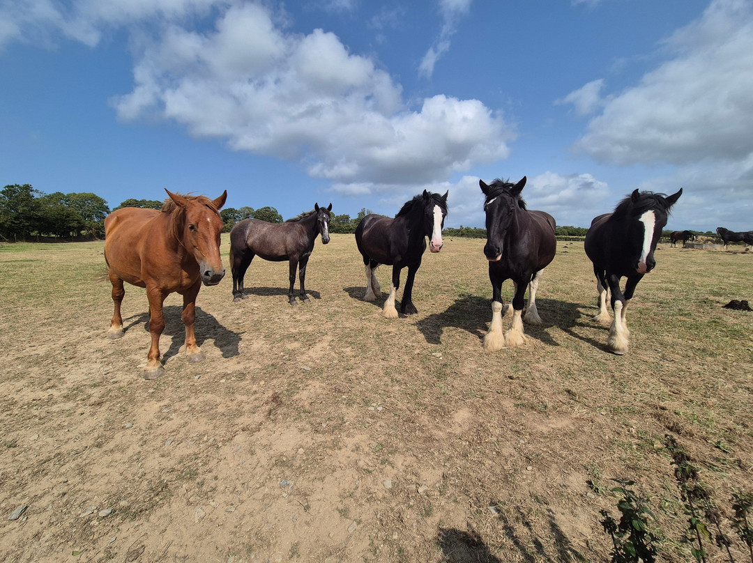 Dyfed Shire Horse Farm-Eglwyswrw必去景点