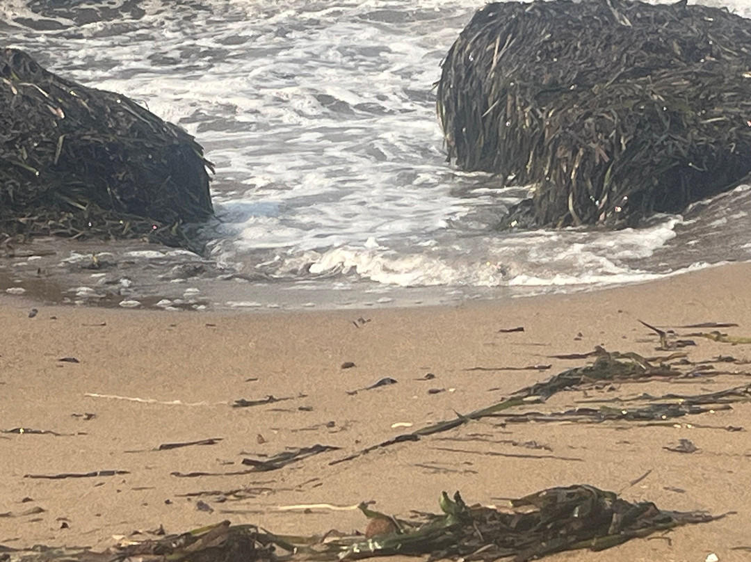 Playa Els Molins-德尼亚必去景点