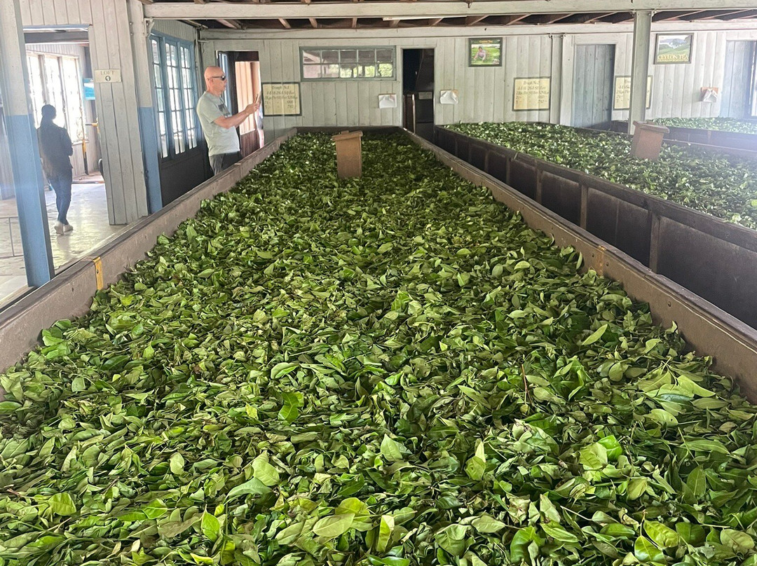 Kinellan Tea Factory-埃勒必去景点