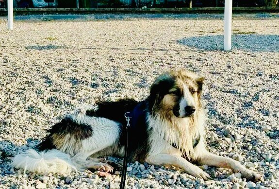 FidoBeach - Spiaggia per cani Manerba-Manerba del Garda必去景点