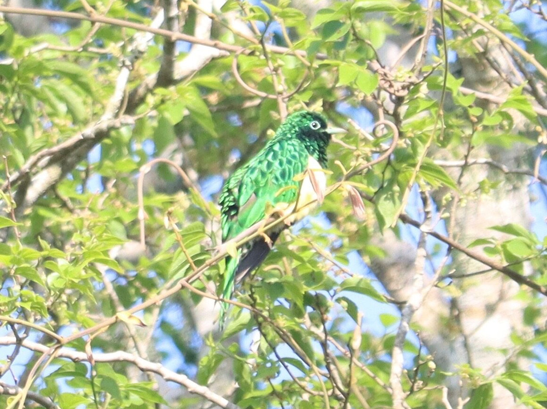 St.lucia Birds & Birding-圣露西亚必去景点