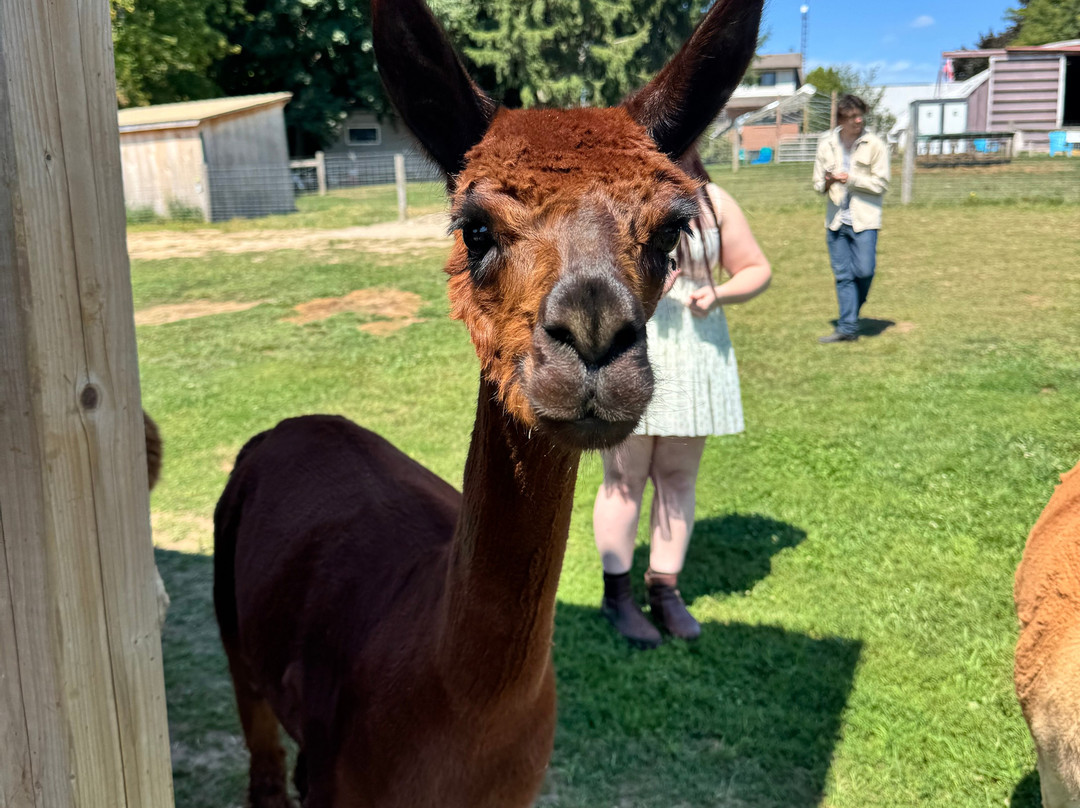 Udderly Ridiculous Farm Life-Blandford-Blenheim必去景点