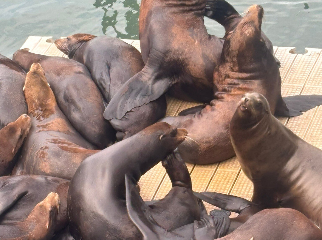 Newport Bay Fishing Pier-纽波特必去景点