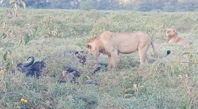 2 Days and 1 Night Amboseli Safari from Nairobi-Karen必去景点