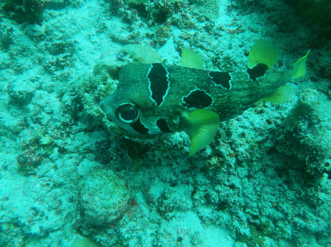 Werner Lau Diving Centers-菲利兹优岛必去景点