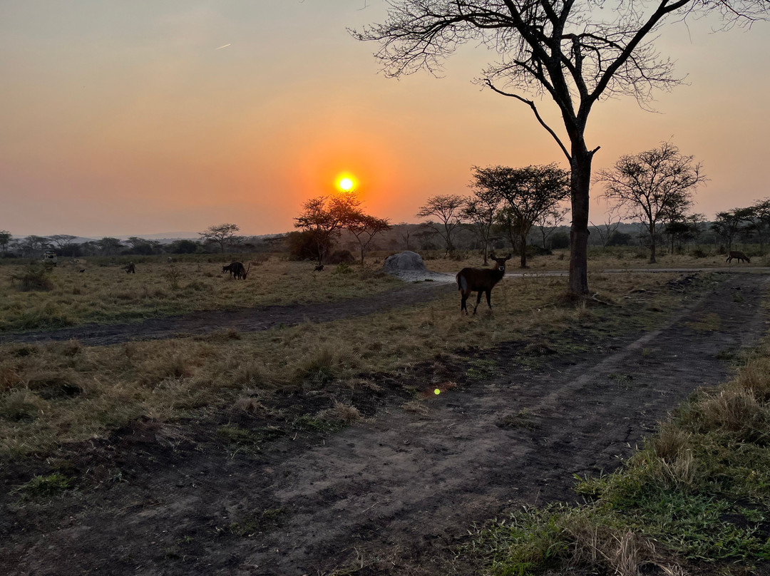 Munda Africa Adventure | Gorilla Trekking & Wildlife Safaris-恩德培必去景点