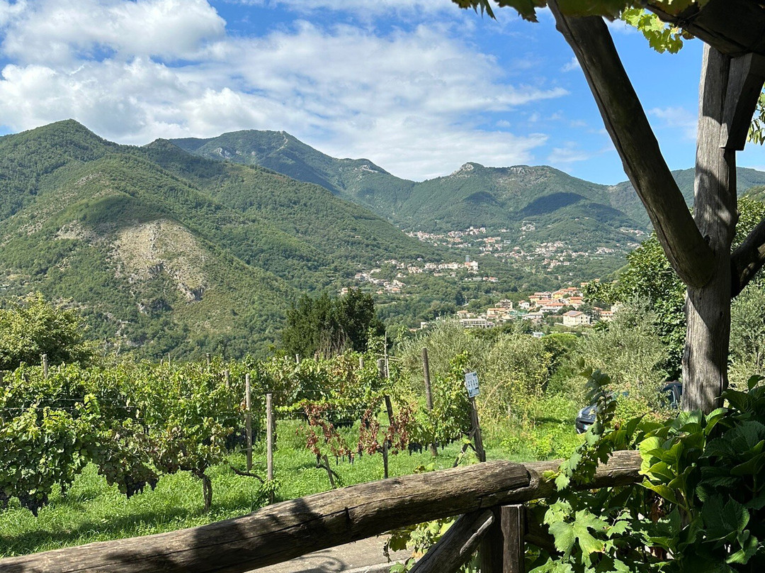 Reale Wine Tour-Tramonti必去景点