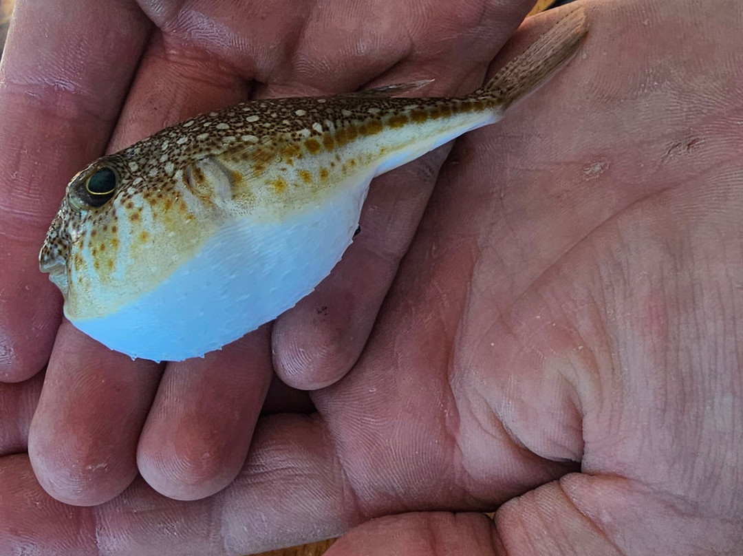 Eva Traditional Fishing Trips-Elounda必去景点