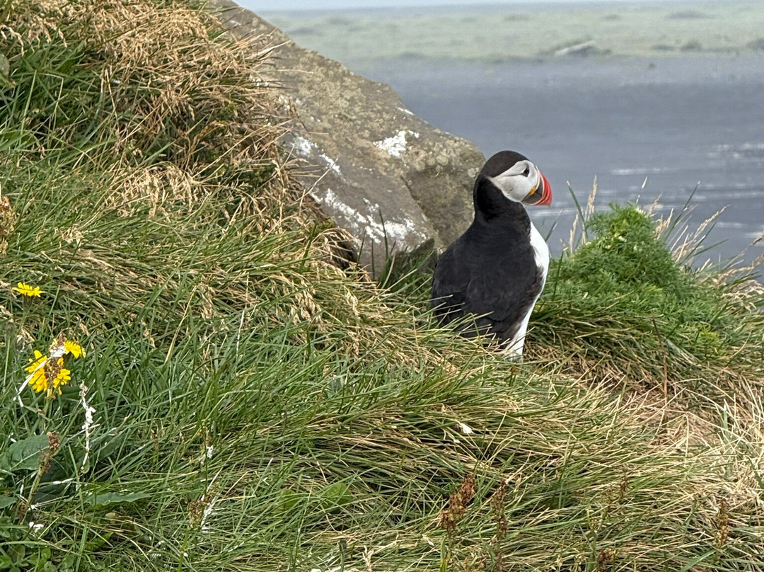 Reykjavik Private Tours & Transfers-雷克雅未克必去景点