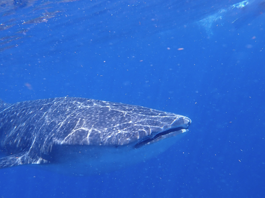 Sea Hawk Divers-女人岛必去景点