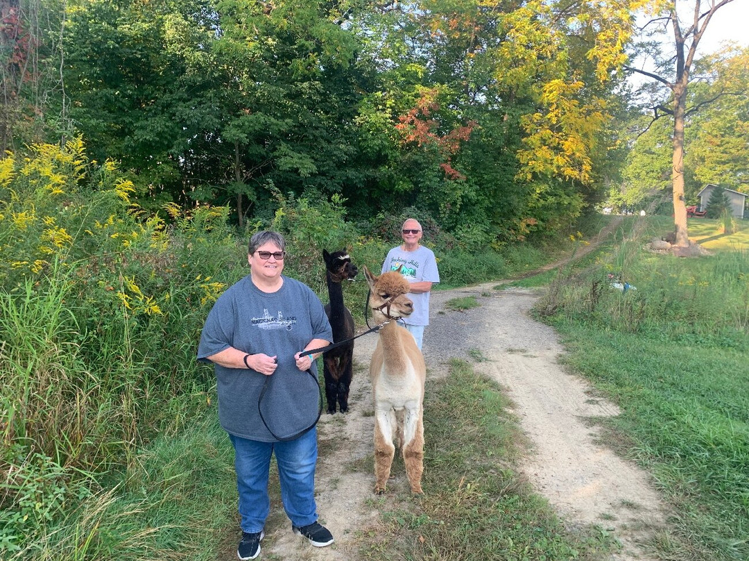 Alpaca Meadows-曼斯费尔德必去景点