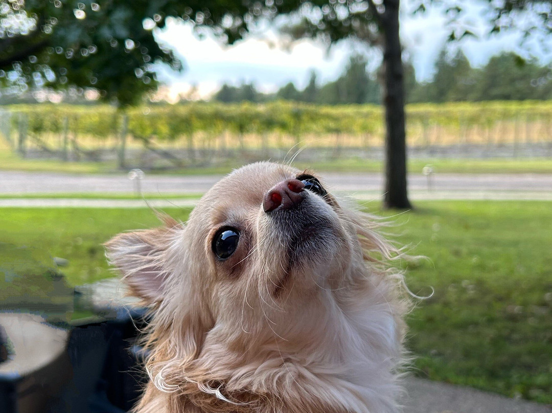 Alexis Bailly Vineyard-黑斯廷必去景点