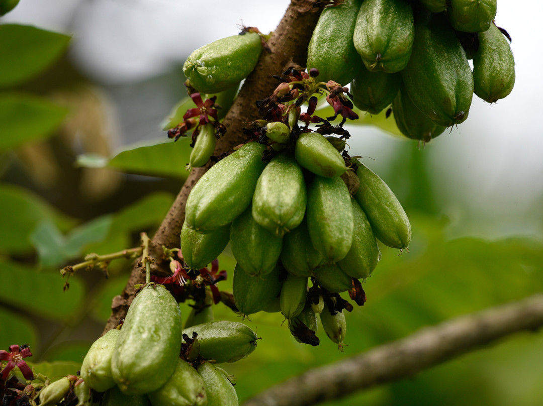 Kandy Rivers Edge Nature Resort主图