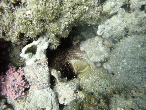 FunDive-Platanias必去景点