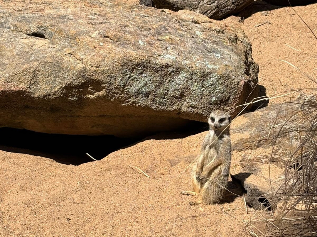 Taronga Western Plains Zoo-达博必去景点