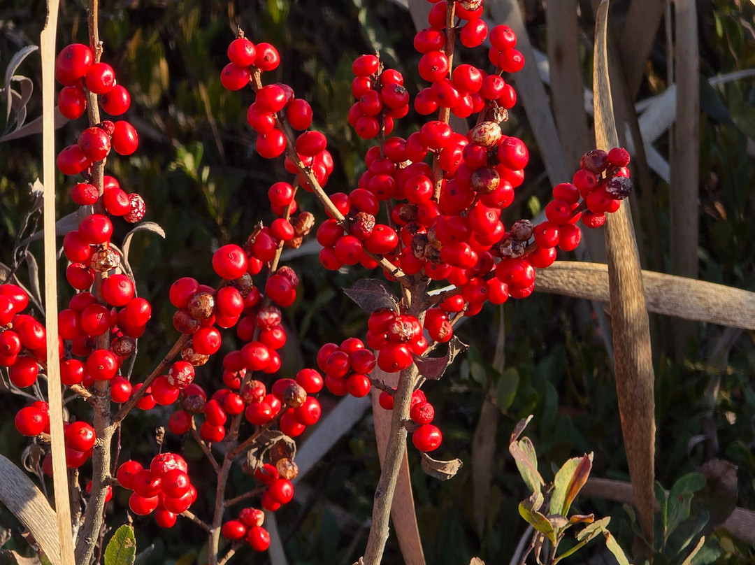 Marais de la Riviere aux Cerises-梅戈格必去景点