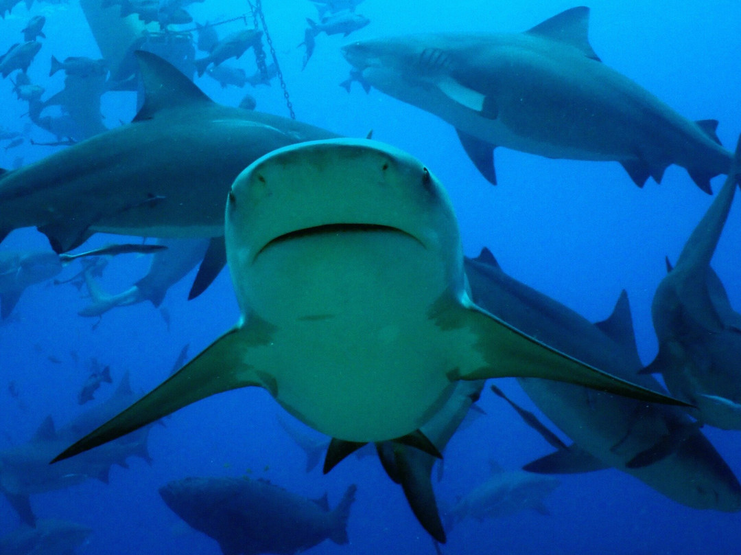 Coral Coast Divers-太平洋港必去景点