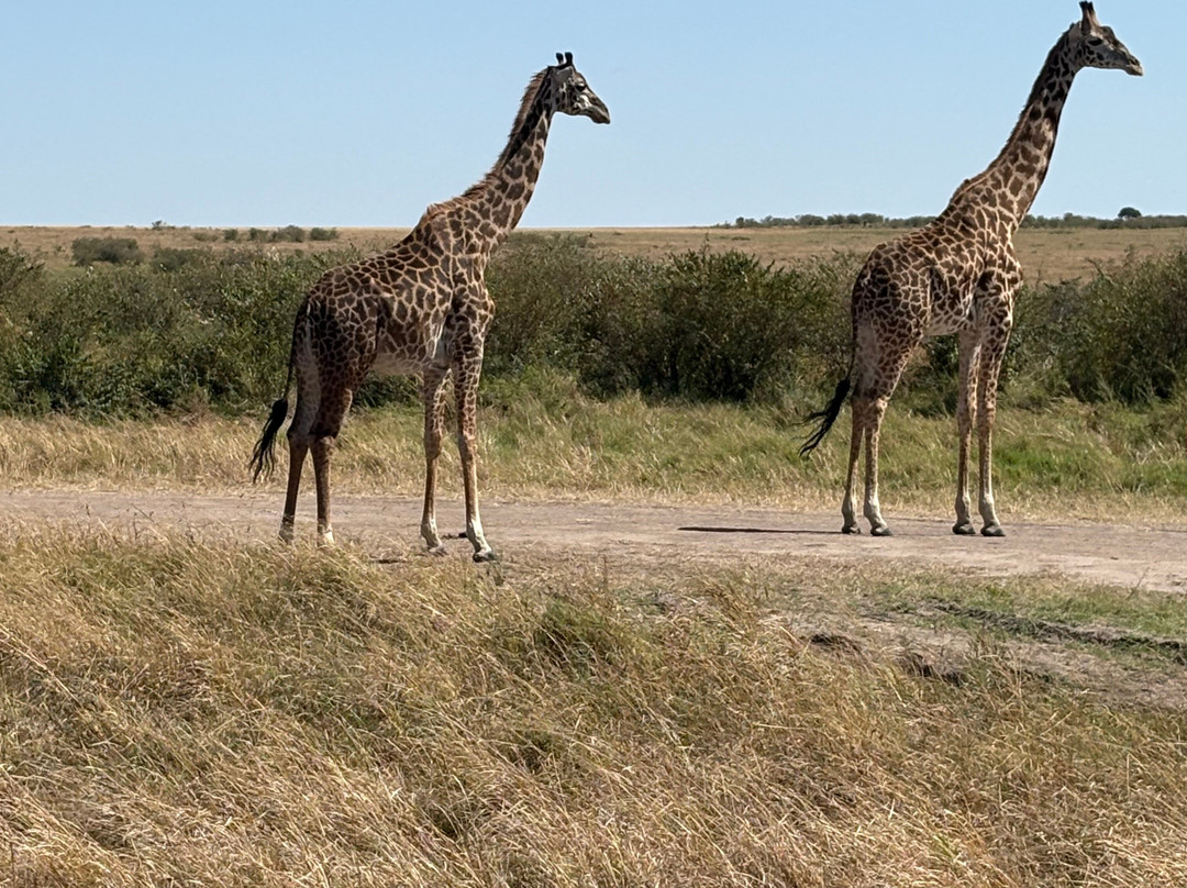 Banok Safaris-内罗毕必去景点