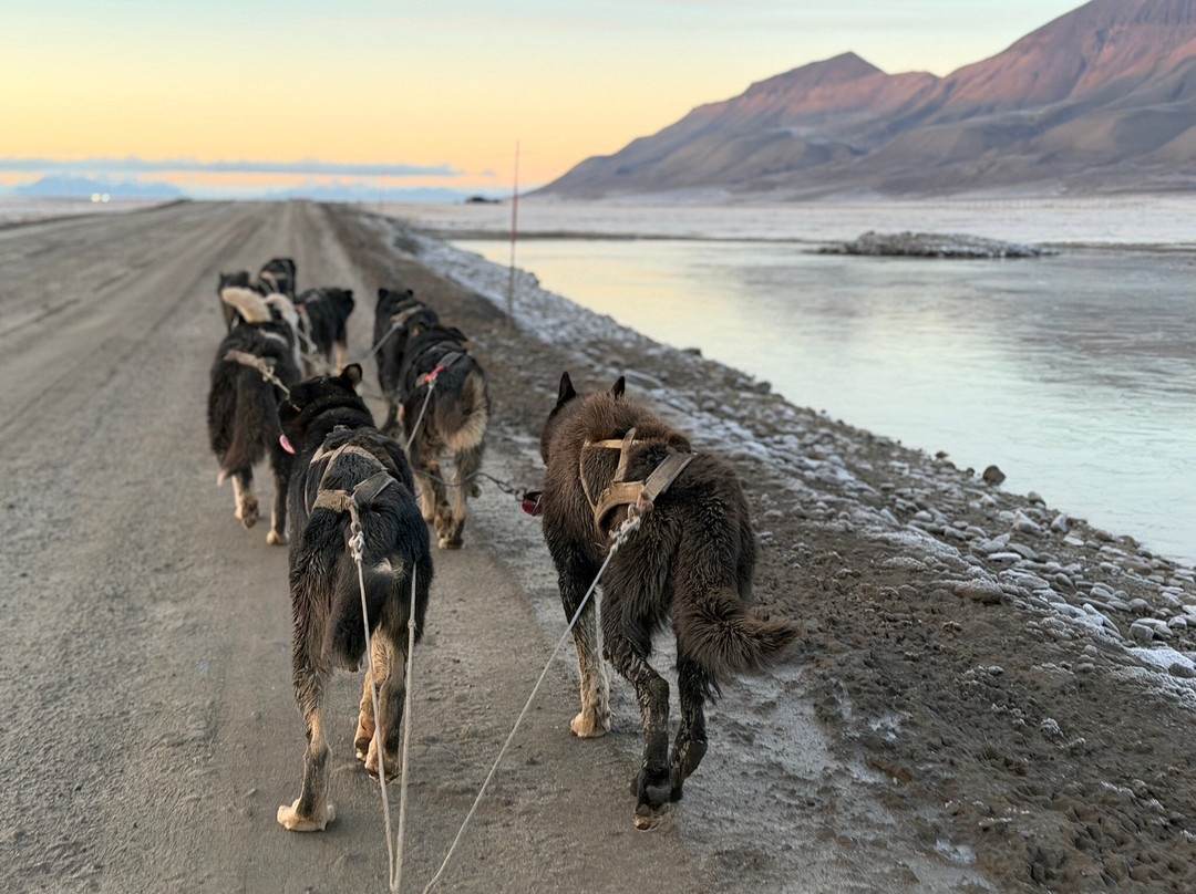 Green Dog Svalbard-朗伊尔城必去景点
