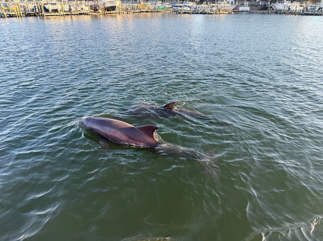 Dolphin Tales-橙色海湾必去景点