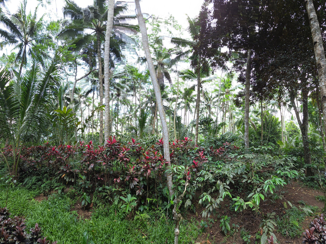 Plantage de Grote Tuin-Kalibaru必去景点