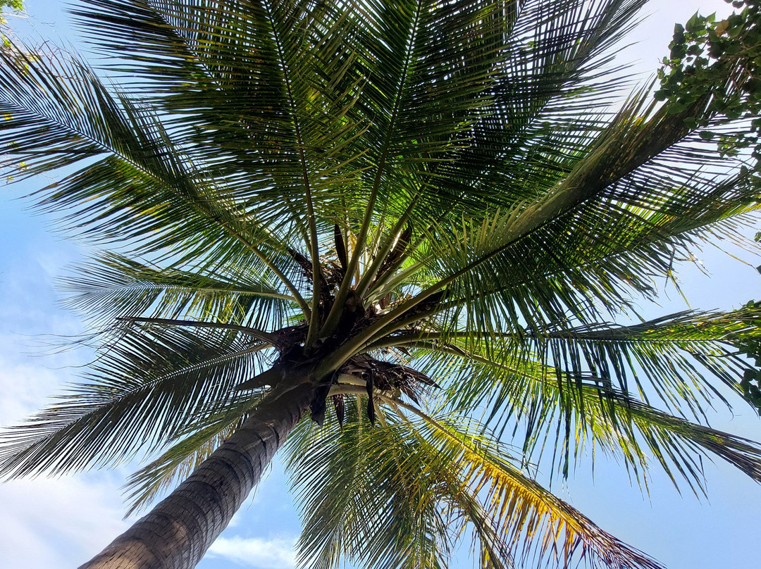 Plage Manbia-Sainte Rose必去景点