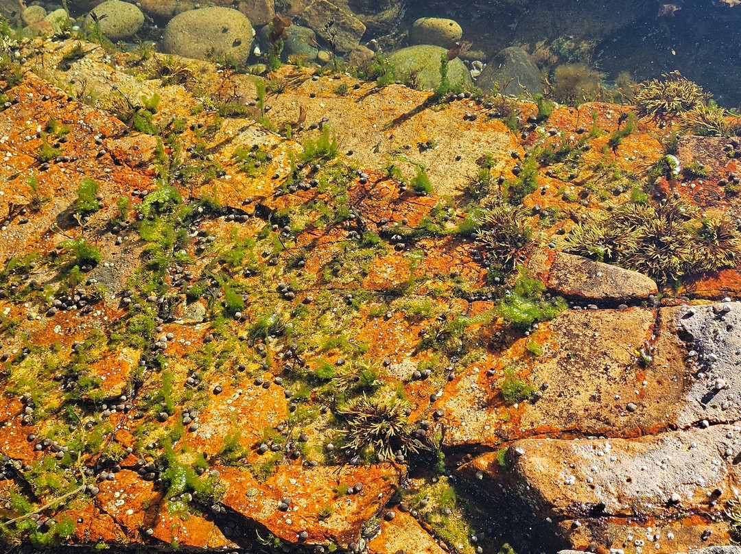 Ship Harbor Nature Trail-Bass Harbor必去景点