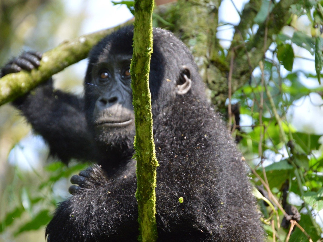Encounter Africa Safaris-恩德培必去景点